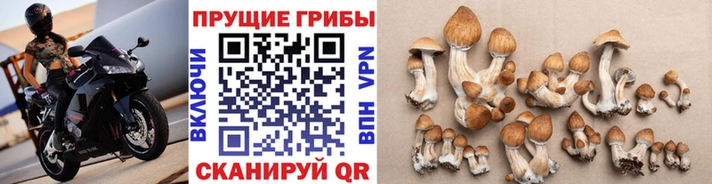 магазин продажи наркотиков  Рубцовск  Псилоцибиновые грибы MAGIC MUSHROOMS 